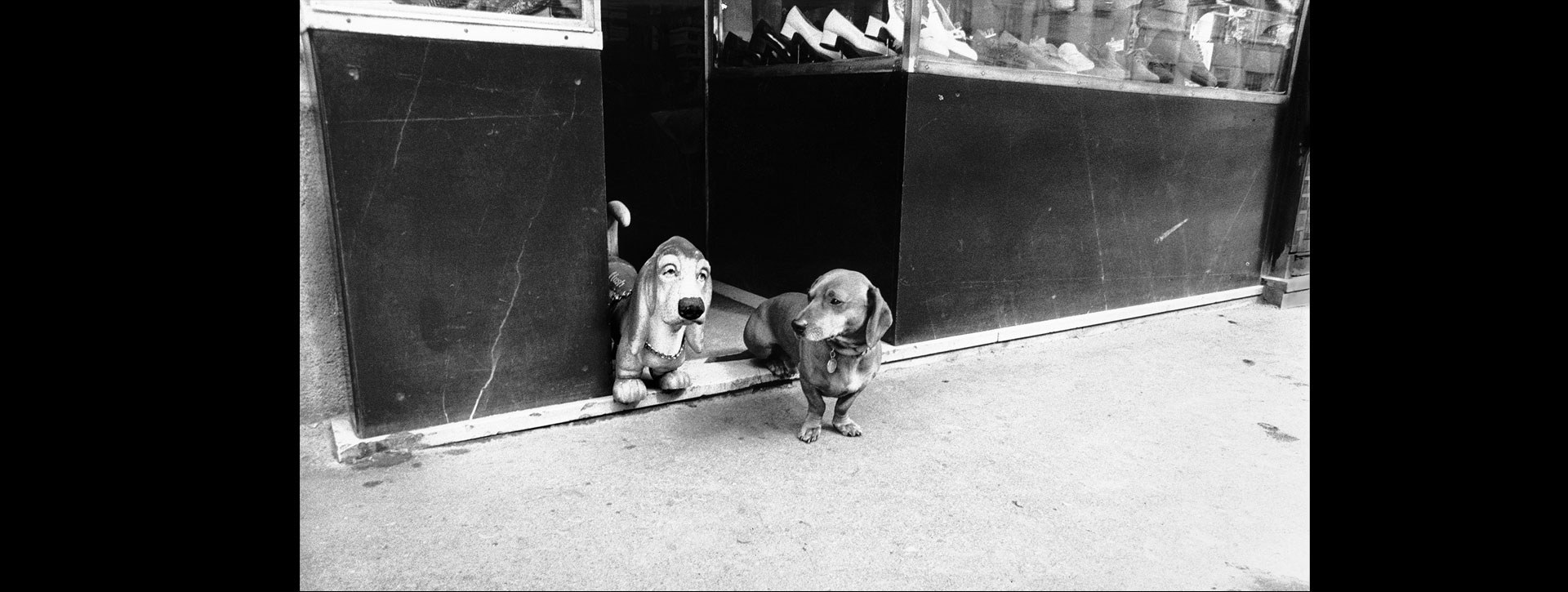 Schaefer Roberto Hush Puppies 1972